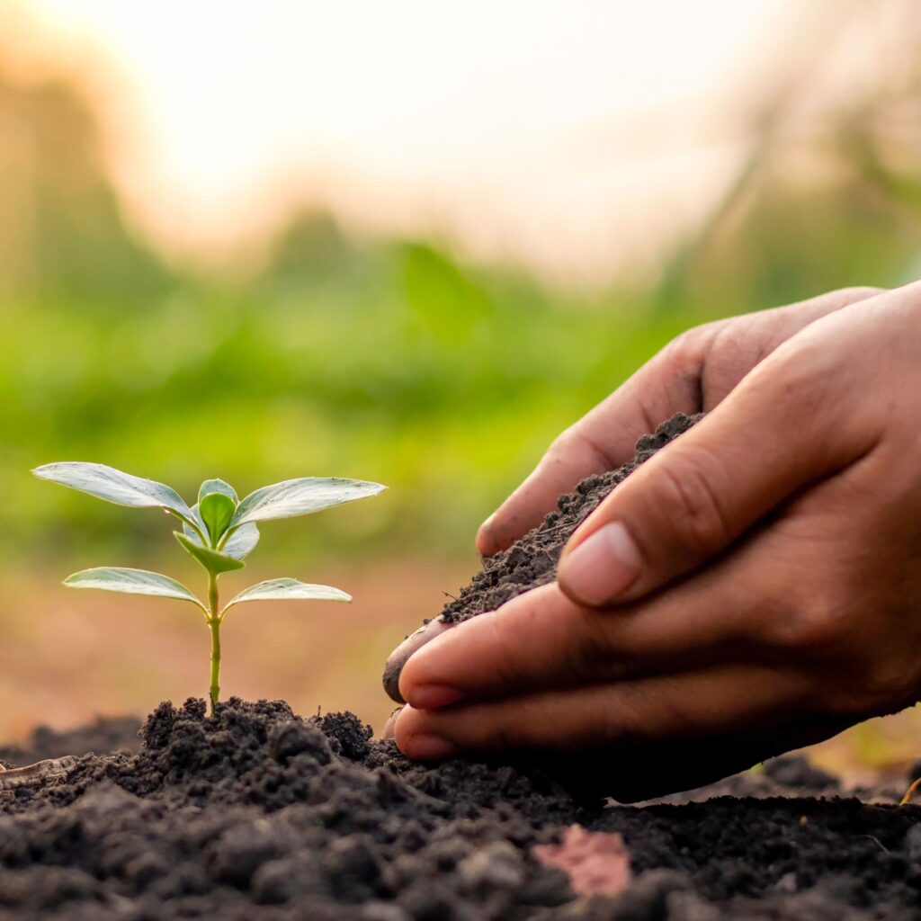 planter cultiver